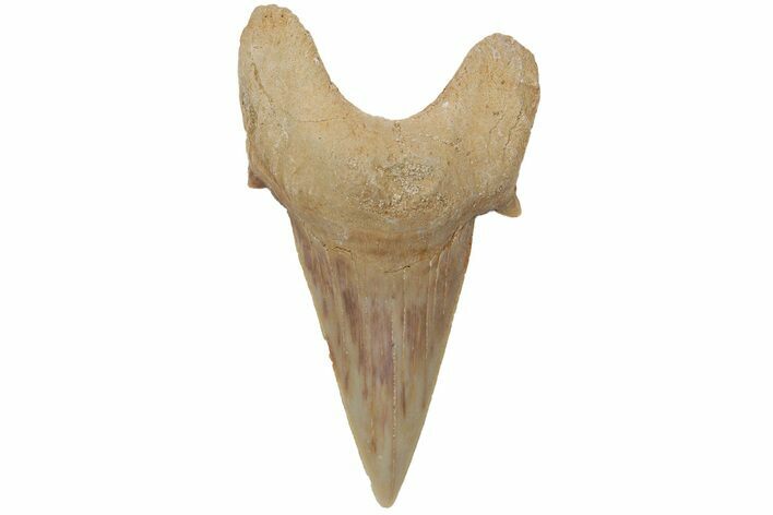 Fossil Shark Tooth (Otodus) - Morocco #211894